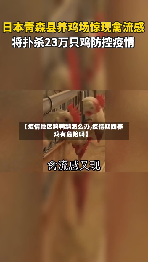 【疫情地区鸡鸭鹅怎么办,疫情期间养鸡有危险吗】-第2张图片