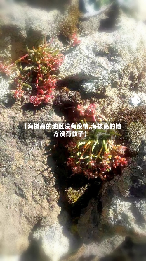 【海拔高的地区没有疫情,海拔高的地方没有蚊子】